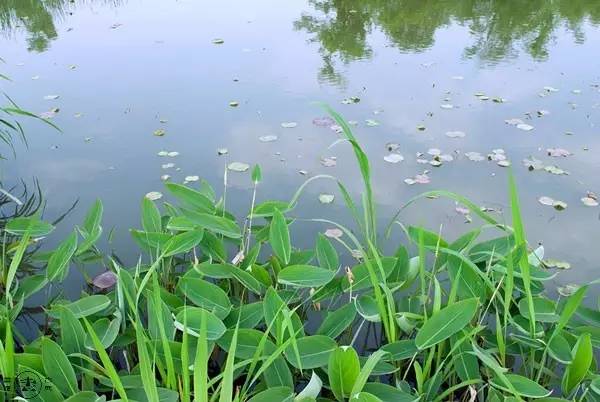 杭州西溪濕地不一樣的風景