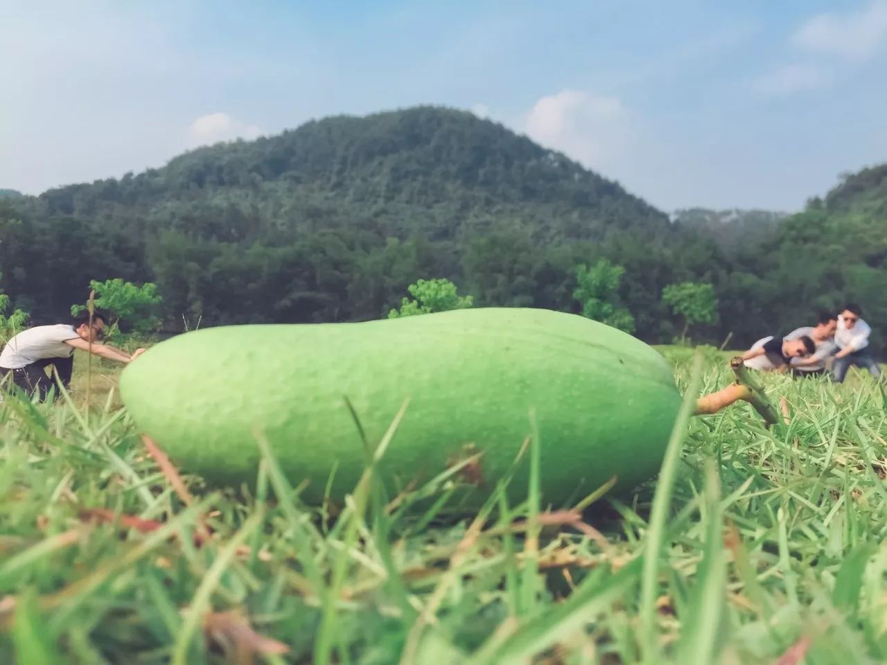 陽朔·芒果憶墅，用芒果記錄每一個(gè)美好瞬間