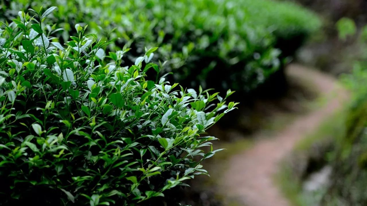 武夷山·山玖如意莊，一杯清茶一萬個品茶人