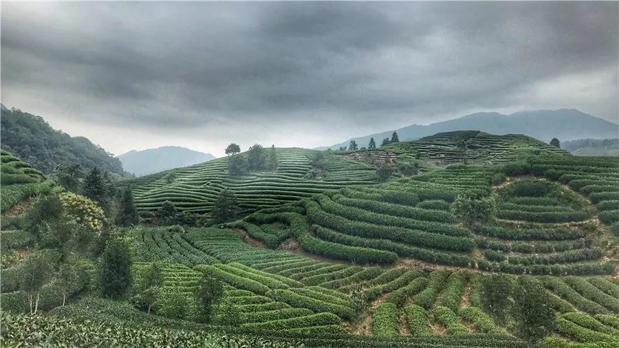 武夷山·山玖如意莊，一杯清茶一萬個品茶人