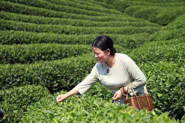 茗墅茶莊園，西湖以外的西湖