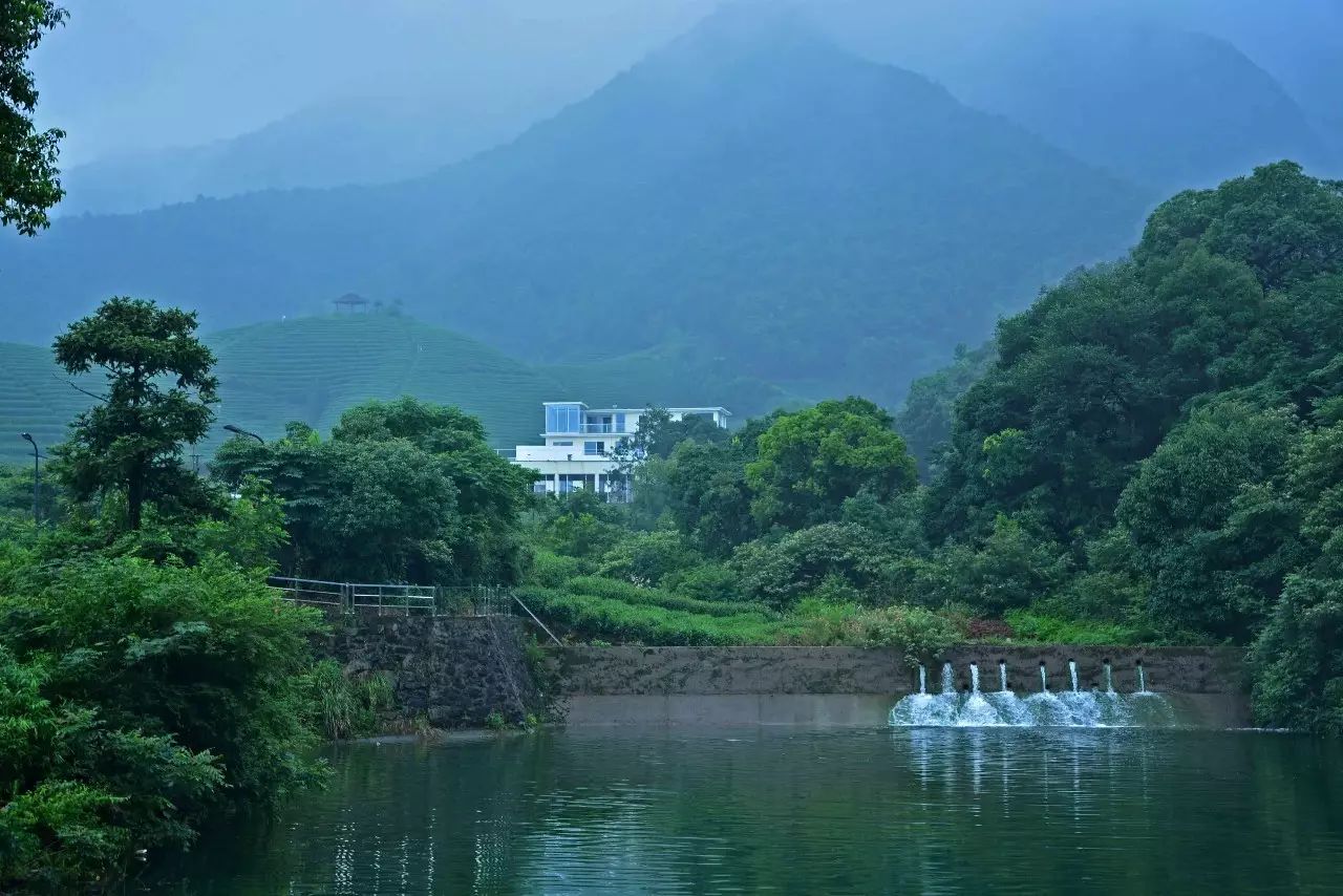 茗墅茶莊園，西湖以外的西湖