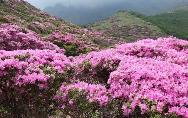 珀洱半坡，在竹海樹林之間盡享山間好風(fēng)光