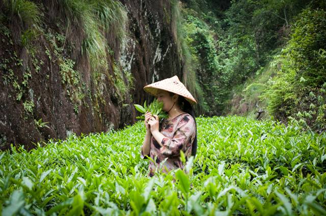 茶隱山房，以茶會(huì)友隱逸塵世