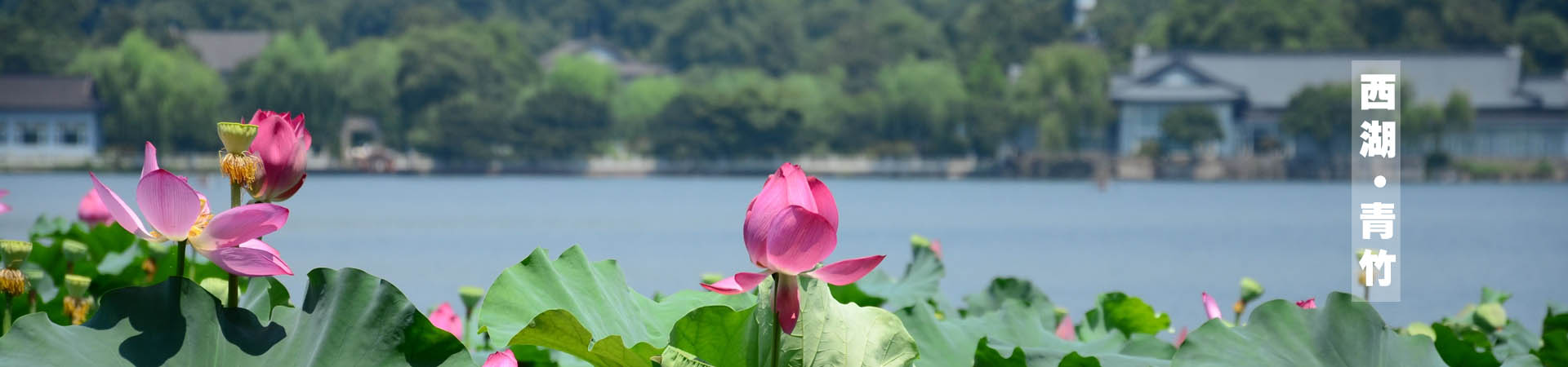 青桐·青竹茶舍，茶香縹緲靜賞西湖