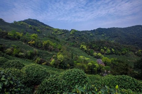 杭州龍井茂居民宿，在茶田之中枕著茶香入睡