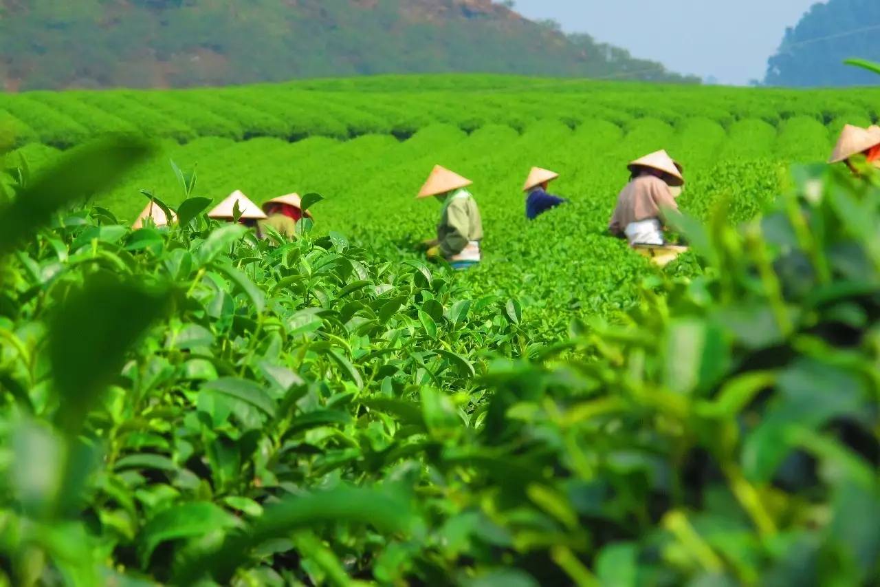 熹園茶宿，禪茶一宿悠然山水間