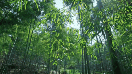 熹園茶宿，禪茶一宿悠然山水間