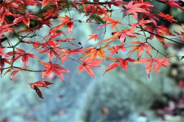 紹興神龍川天香園