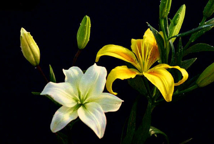 驚艷花朵風景圖片：花開并蒂美哉!