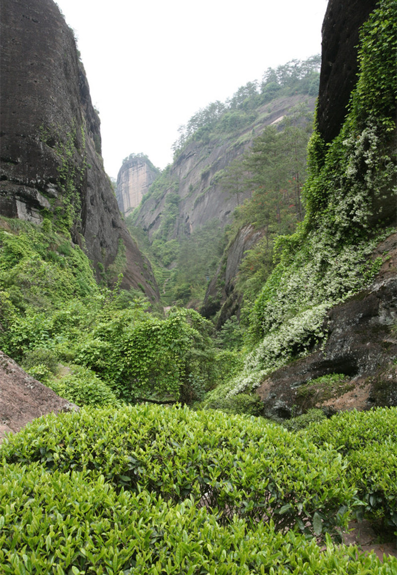 中國十大名茶之武夷巖茶