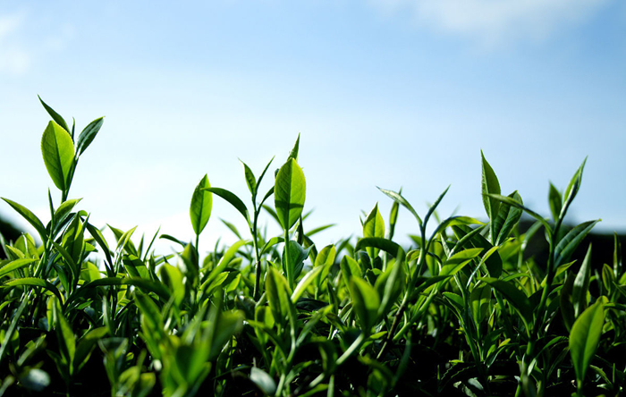 中國(guó)十大名茶之安溪鐵觀音