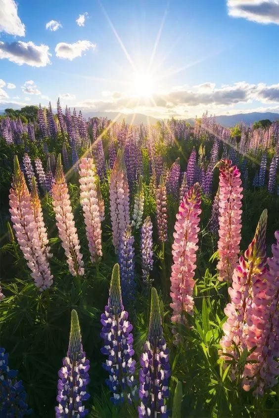 最美風(fēng)景《魯冰花》，送給母親的花！