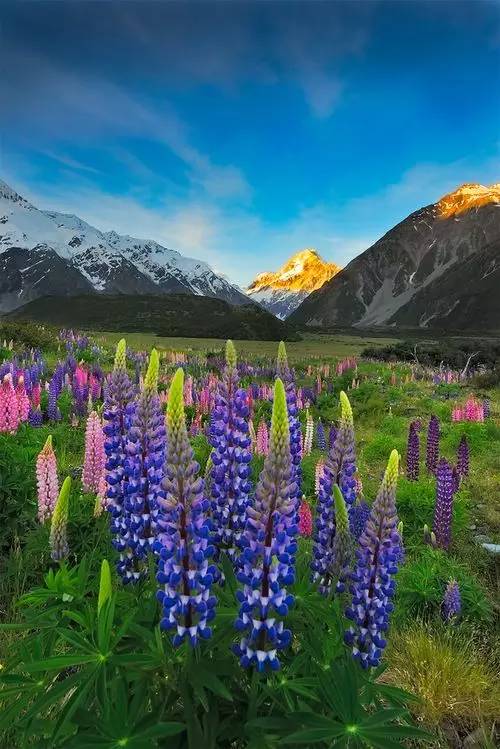 最美風(fēng)景《魯冰花》，送給母親的花！