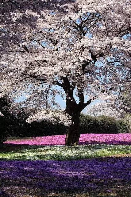 唯美風(fēng)景圖片：生命是一樹(shù)花開(kāi)