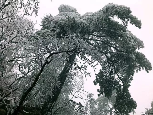 雪后黃山風(fēng)景宛如人間仙境，舞一曲雪中霓裳羽