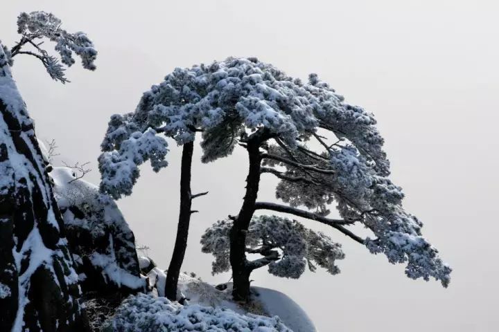 雪后黃山風(fēng)景宛如人間仙境，舞一曲雪中霓裳羽