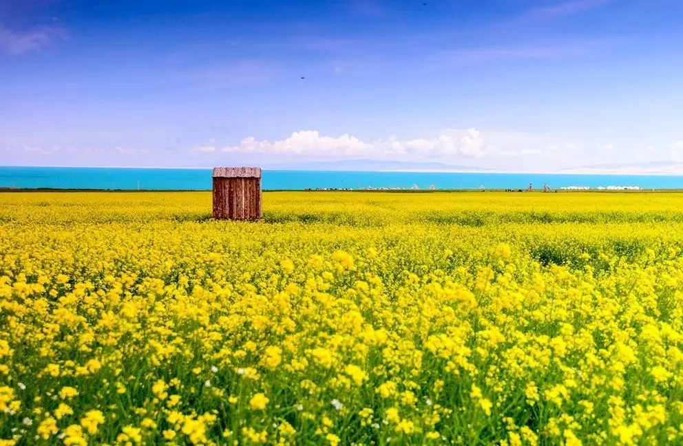 美到窒息的中國(guó)最美油菜花海，邂逅花海風(fēng)景！