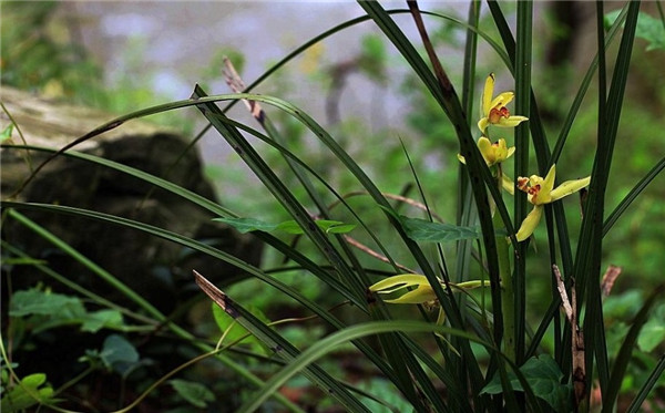 雅致蘭花風(fēng)景攝影圖片