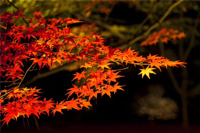 紅葉似火意似情，楓葉夜色攝影欣賞