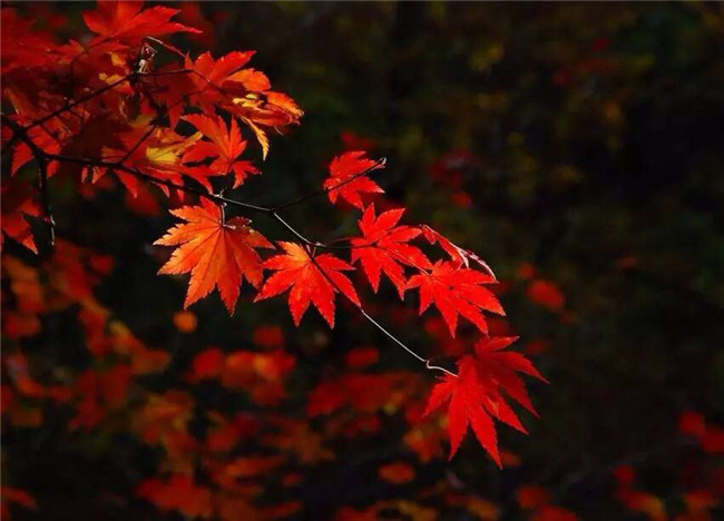 紅葉似火意似情，楓葉夜色攝影欣賞