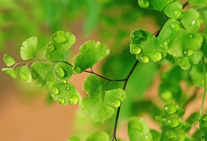 掌握這四點風(fēng)水，牢牢抓住你的桃花運