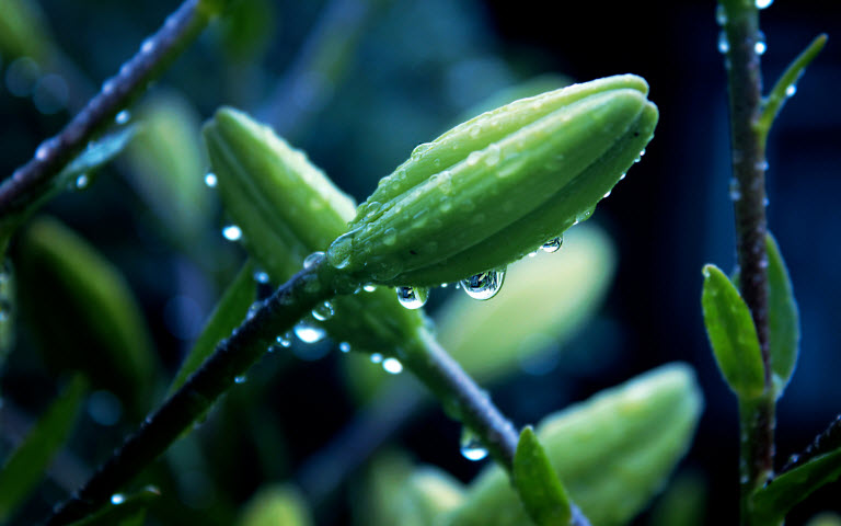 擺設(shè)植物也有風水禁忌？還不趕快學！