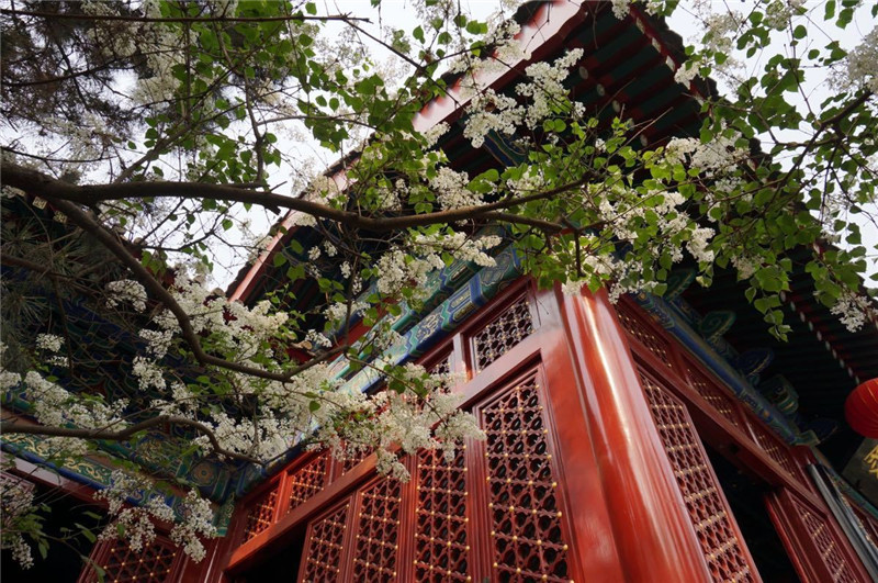 北京法源寺 佛教之勝地